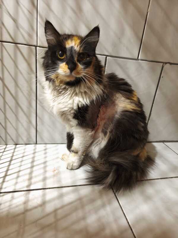 gatito-2