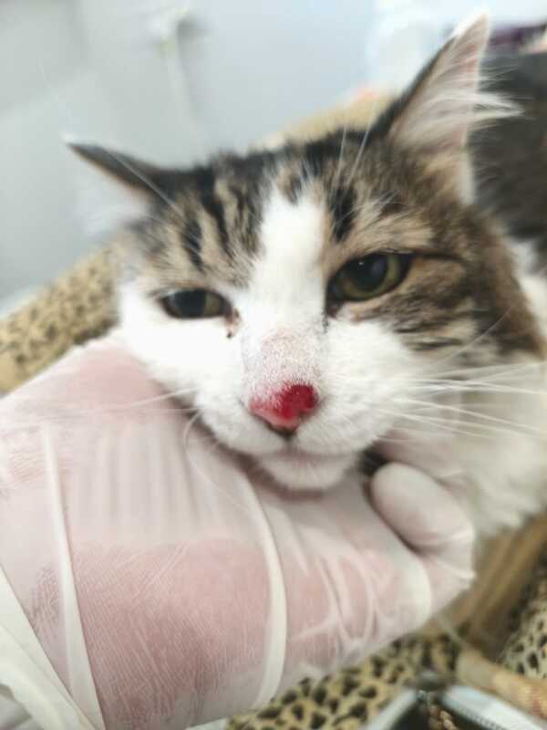 gato-1