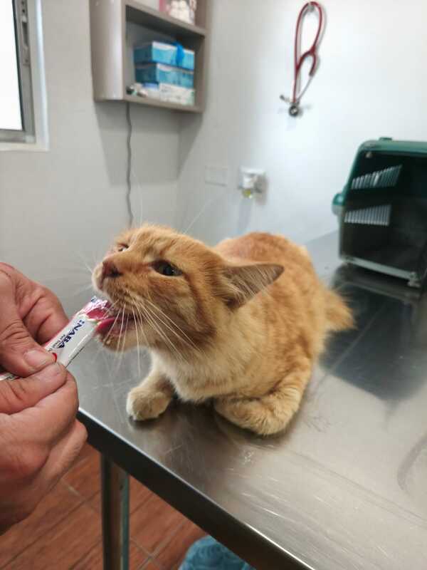 gato-2