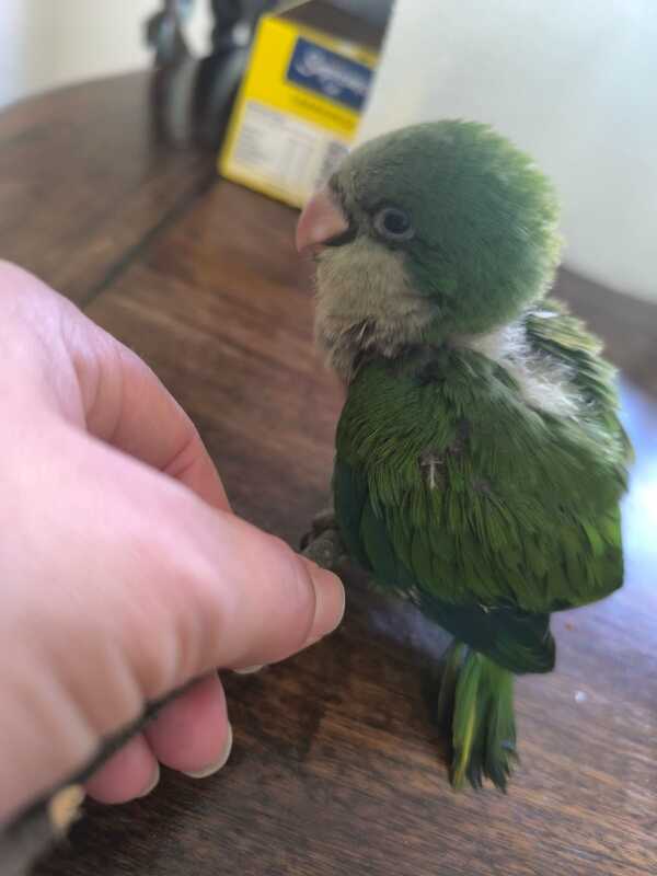 pajarito