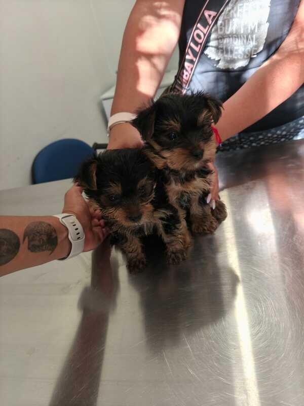 perritos-2