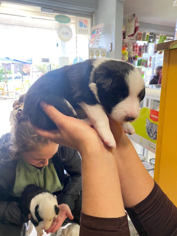 perritos