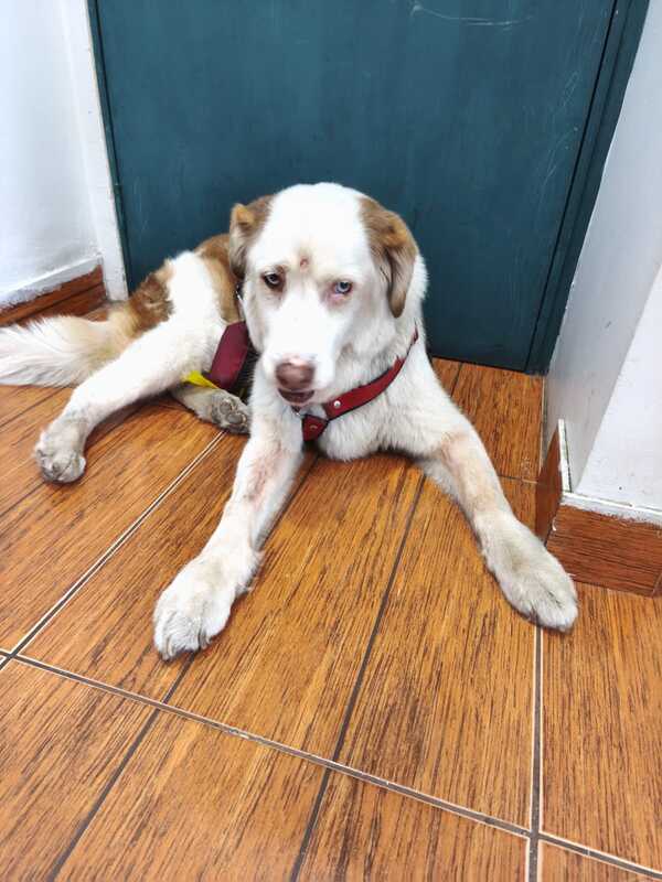 perro